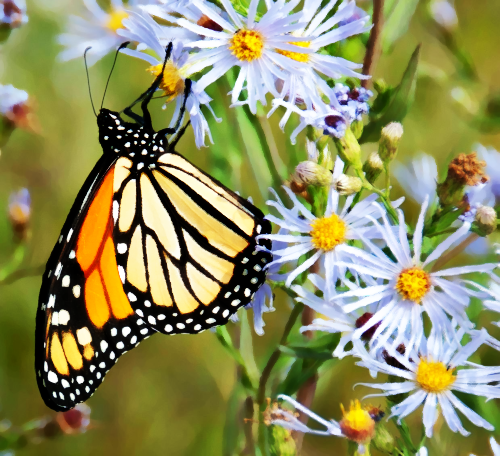 butterfly-cropped-rd